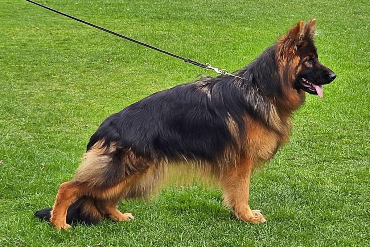 
                                                    SV-Bild -
                                                    Bundessiegerzuchtschau 2025
                                                