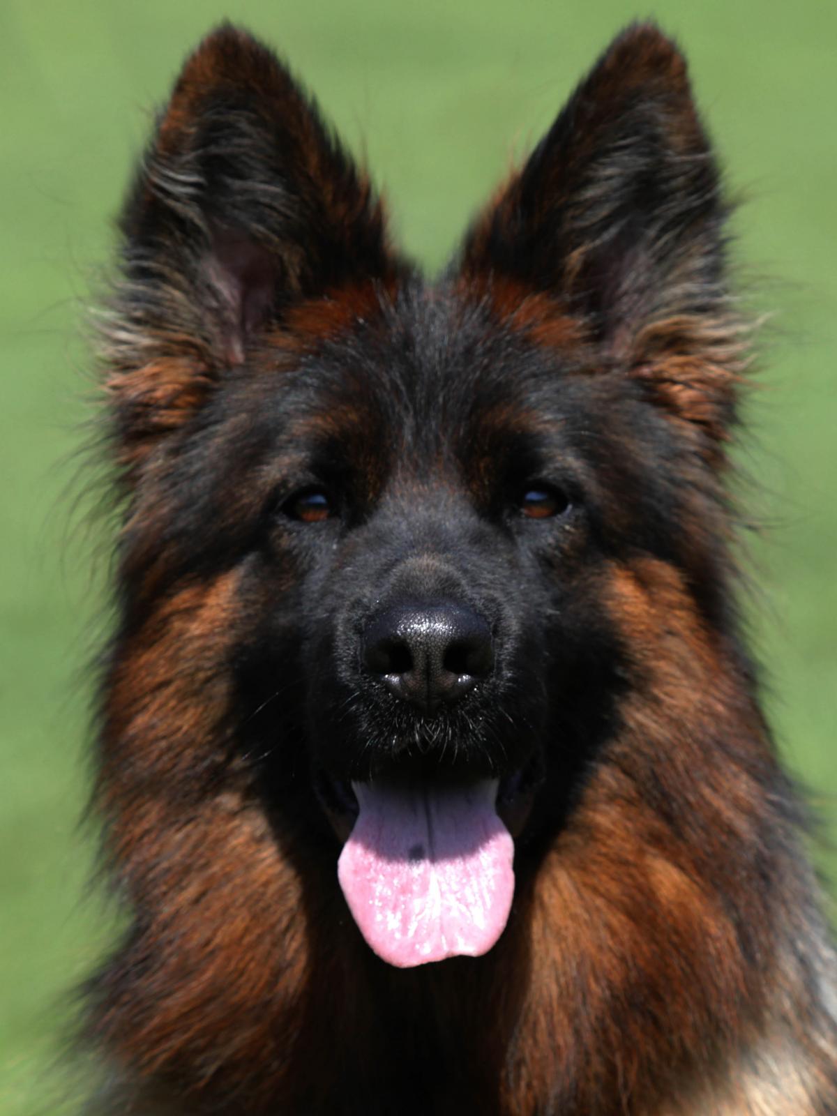 
                                                    Kein SV-Bild -
                                                    Upload vom 04.09.2019
                                                