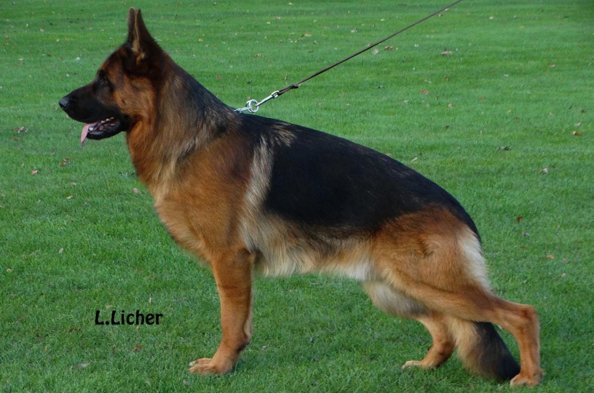 
                                                    Kein SV-Bild -
                                                    Bundessiegerzuchtschau 2018
                                                