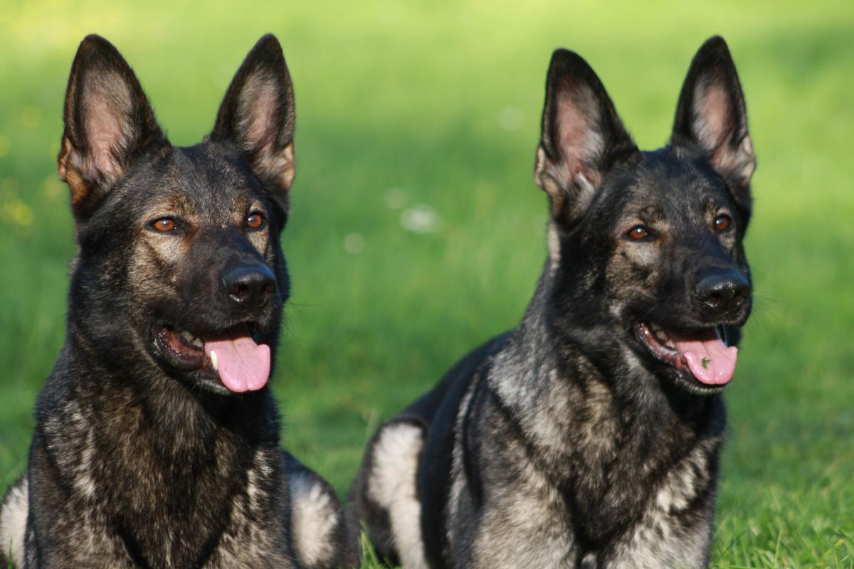 
                                                    Kein SV-Bild -
                                                    Gisi (li) und Grace (re) vom Domizil 4.5 Jahre
                                                