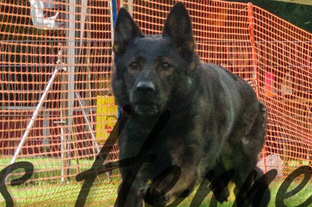 
                                                    Kein SV-Bild -
                                                    Hunderennen gewonnen
                                                