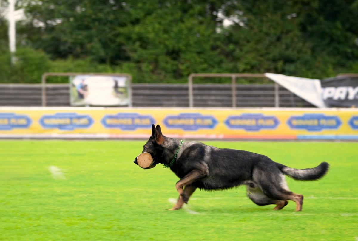 
                                                    Kein SV-Bild -
                                                    Upload vom 06.08.2026
                                                
