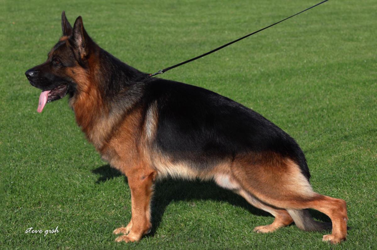 
                                                    Kein SV-Bild -
                                                    Bundessiegerzuchtschau 2019
                                                