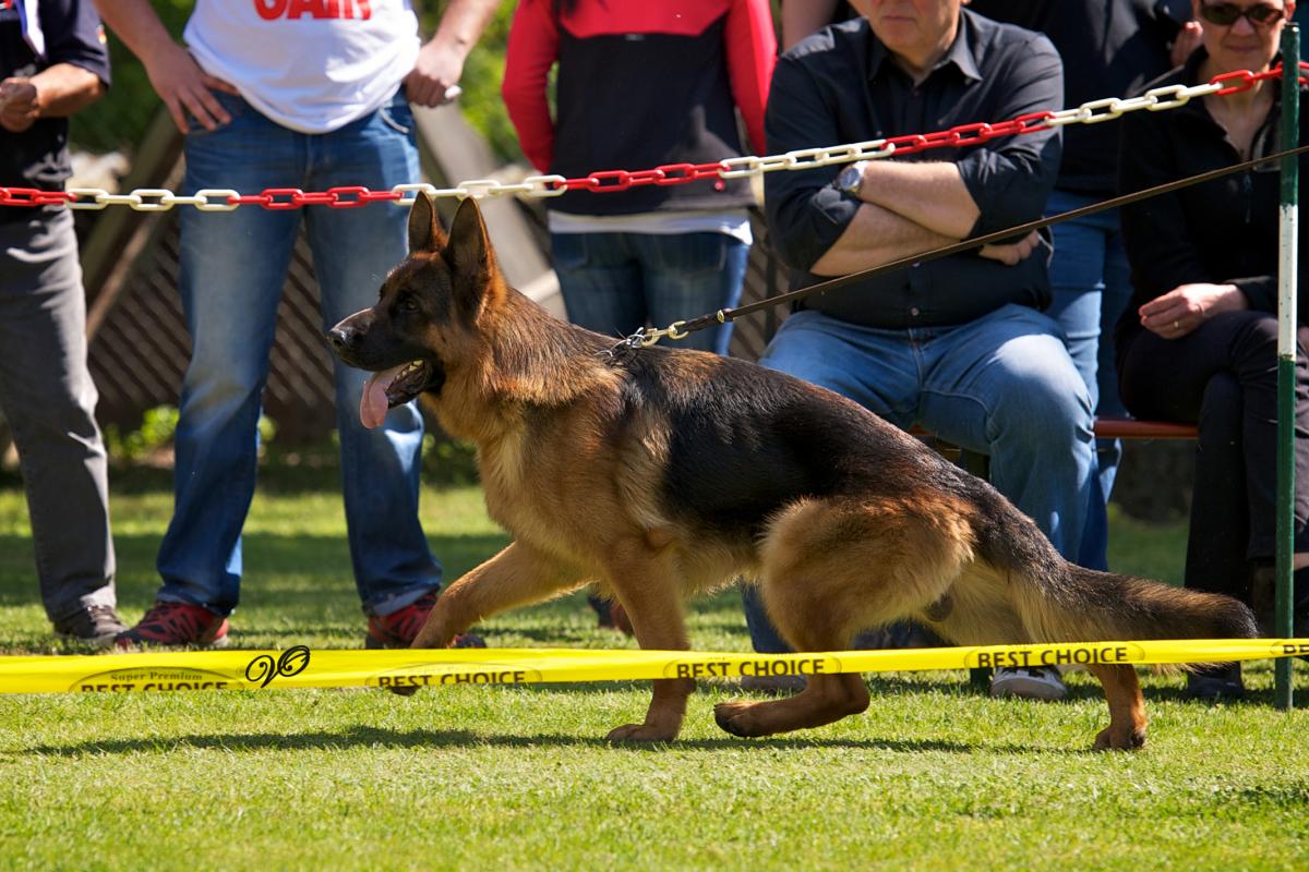 
                                                    Kein SV-Bild -
                                                    Bellheim 2014 - SG 1
                                                