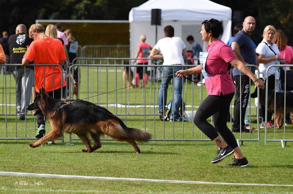 
                                                    Kein SV-Bild -
                                                    BSZS Nürnberg 2016 SG5 
                                                
