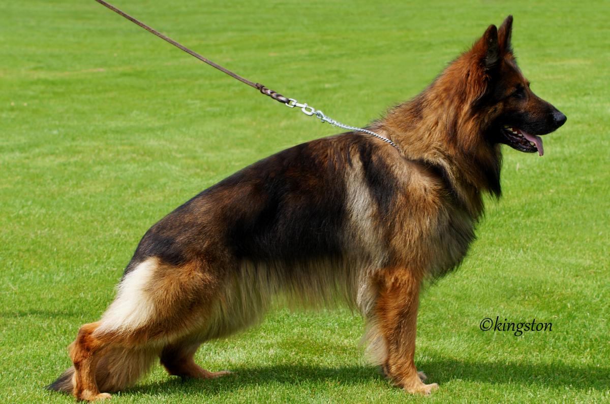 
                                                    Kein SV-Bild -
                                                    Garmr von Esserdenhof
                                                
