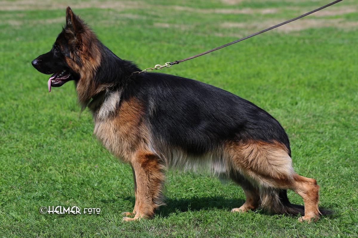 
                                                    Kein SV-Bild -
                                                    Bundessiegerzuchtschau 2018
                                                
