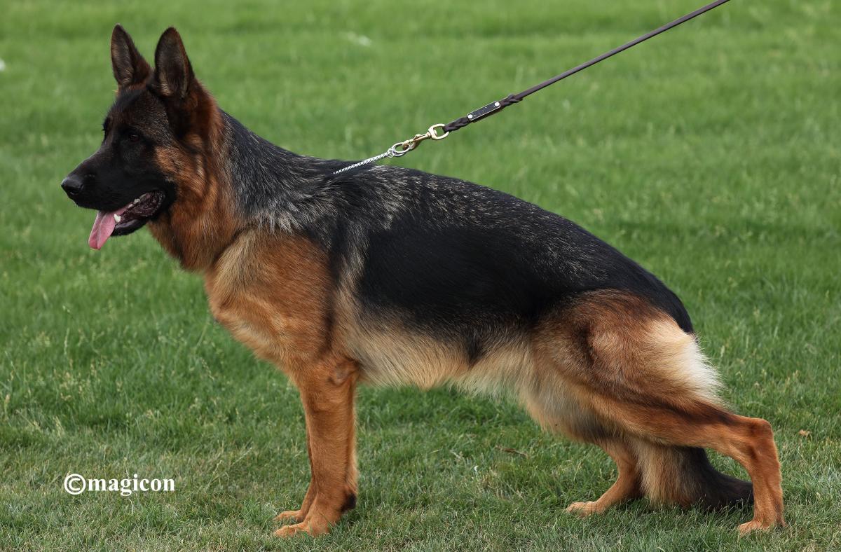 
                                                    Kein SV-Bild -
                                                    Gipsy mit 12 Monaten
                                                