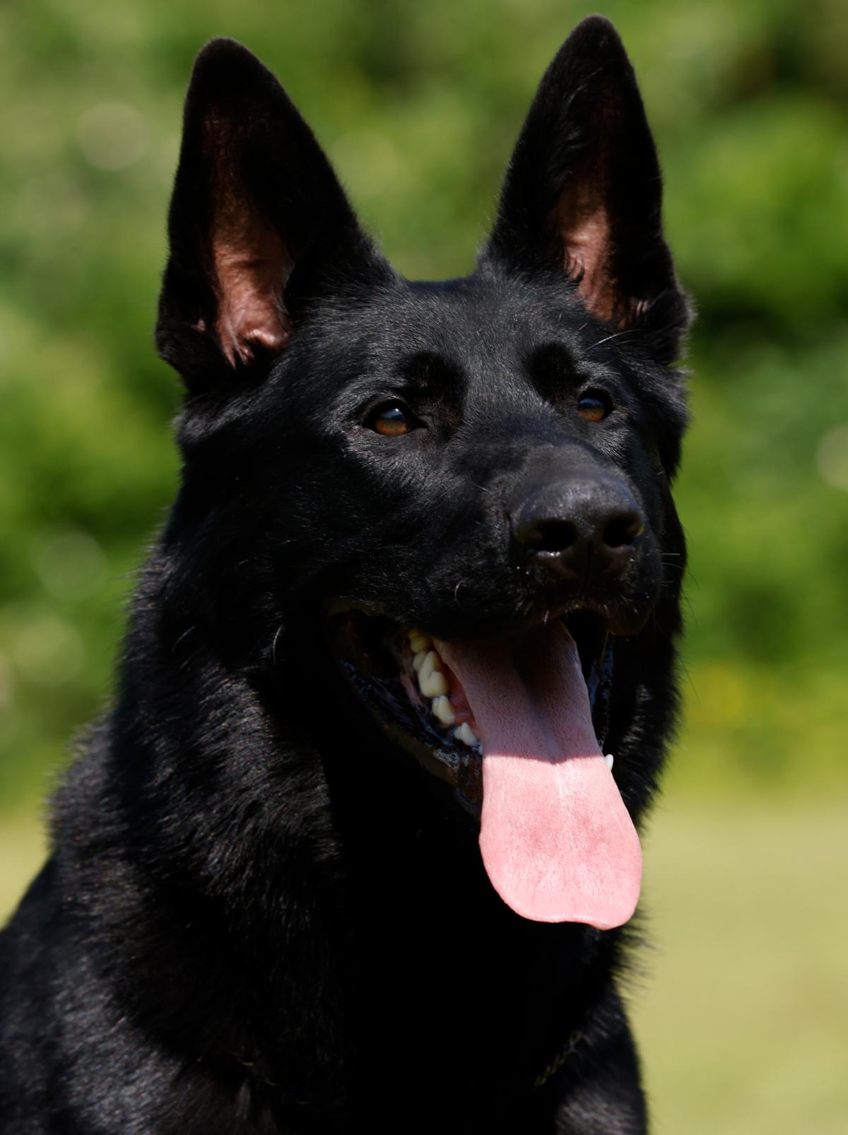 
                                                    Kein SV-Bild -
                                                    Duke vom Peiner Burgpark 
                                                