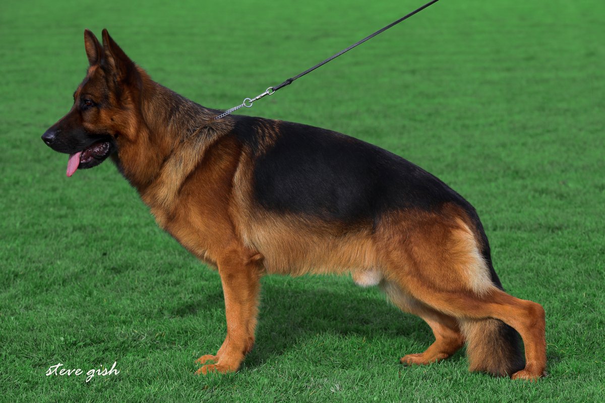 
                                                    SV image
                                                    Bundessiegerzuchtschau 2015
                                                