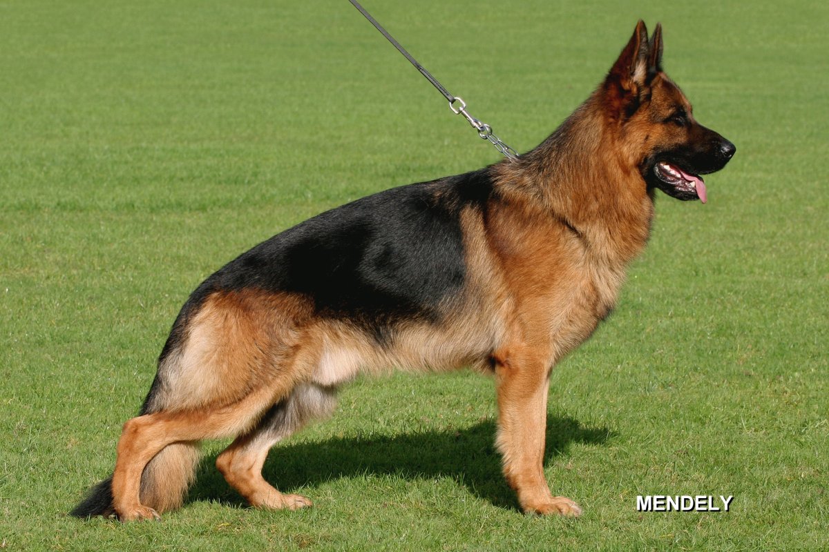 
                                                    SV-Bild -
                                                    Bundessiegerzuchtschau 2009
                                                