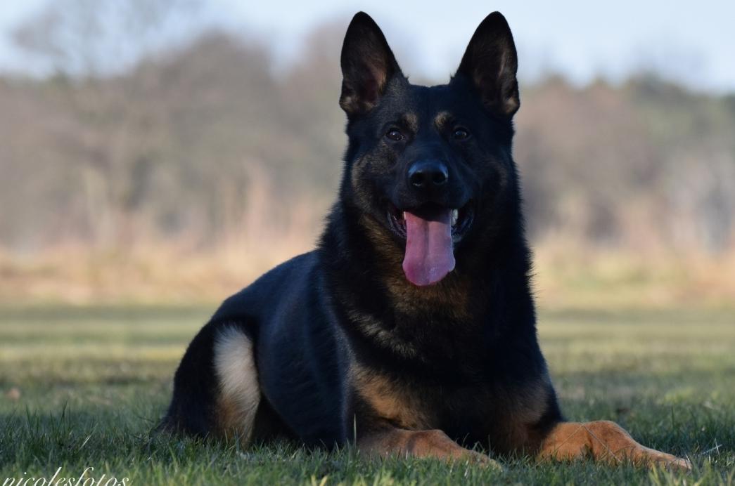 
                                                    Kein SV-Bild -
                                                    Upload vom 30.03.2022
                                                