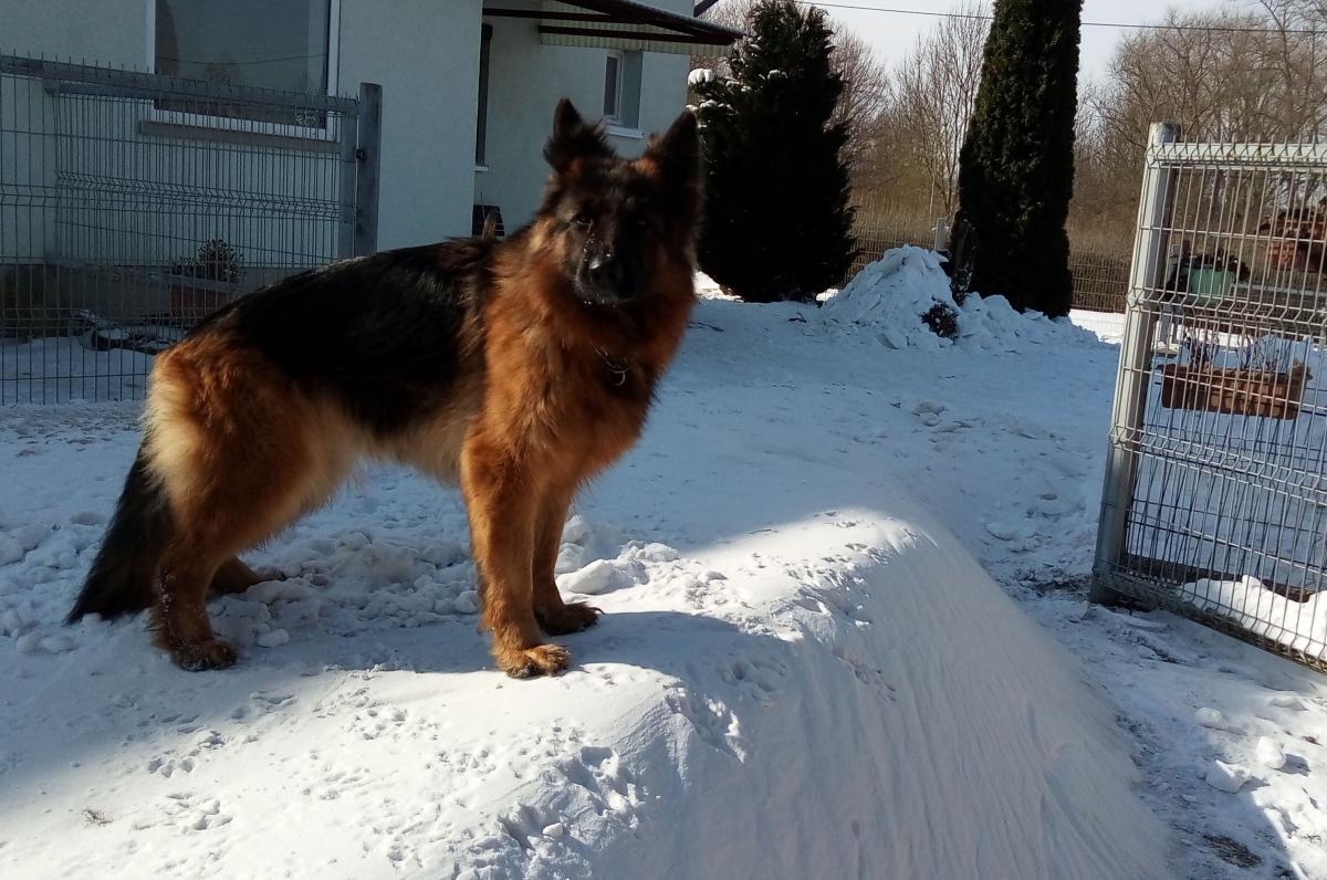 
                                                    Kein SV-Bild -
                                                    Yogie am 18.03.18
                                                