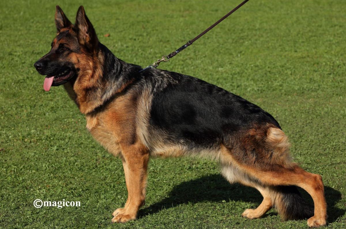 
                                                    Kein SV-Bild -
                                                    Lucy
                                                