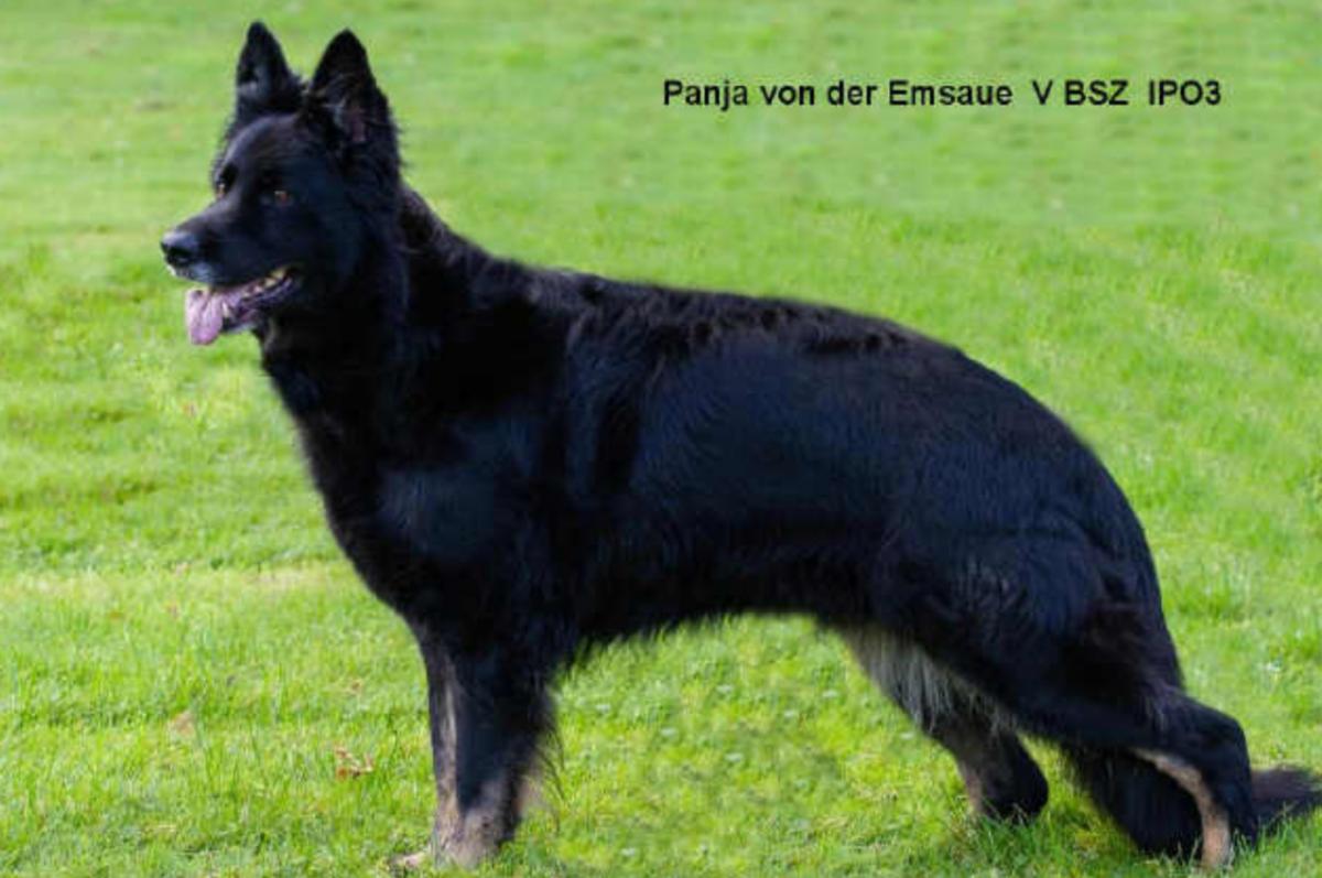 
                                                    Kein SV-Bild -
                                                    Panja von der Emsaue 
                                                