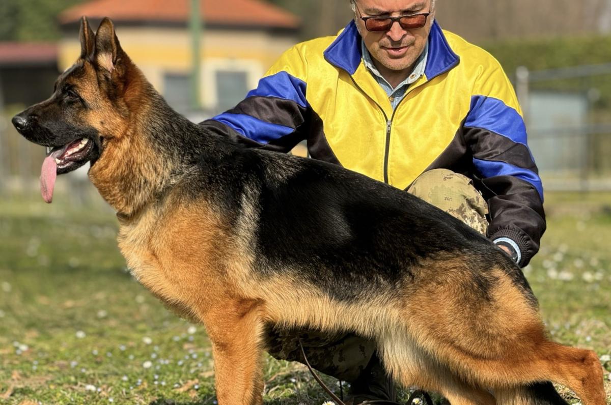 
                                                    SV-Bild -
                                                    Bundessiegerzuchtschau 2024
                                                