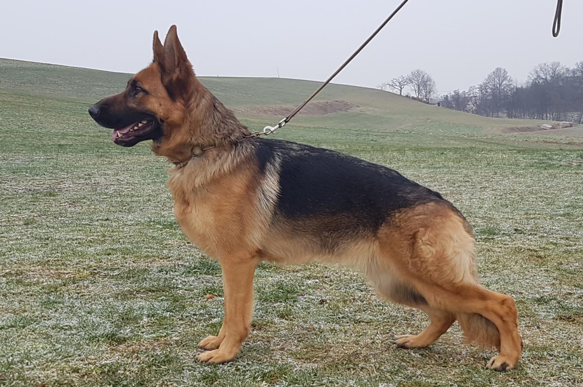 
                                                    Kein SV-Bild -
                                                    Ellis vom Baronenwald
                                                