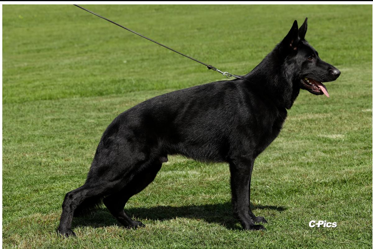 
                                                    Kein SV-Bild -
                                                    Duke vom Peiner Burgpark 
                                                