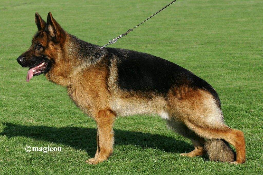 
                                                    SV-Bild -
                                                    Bundessiegerzuchtschau 2011
                                                