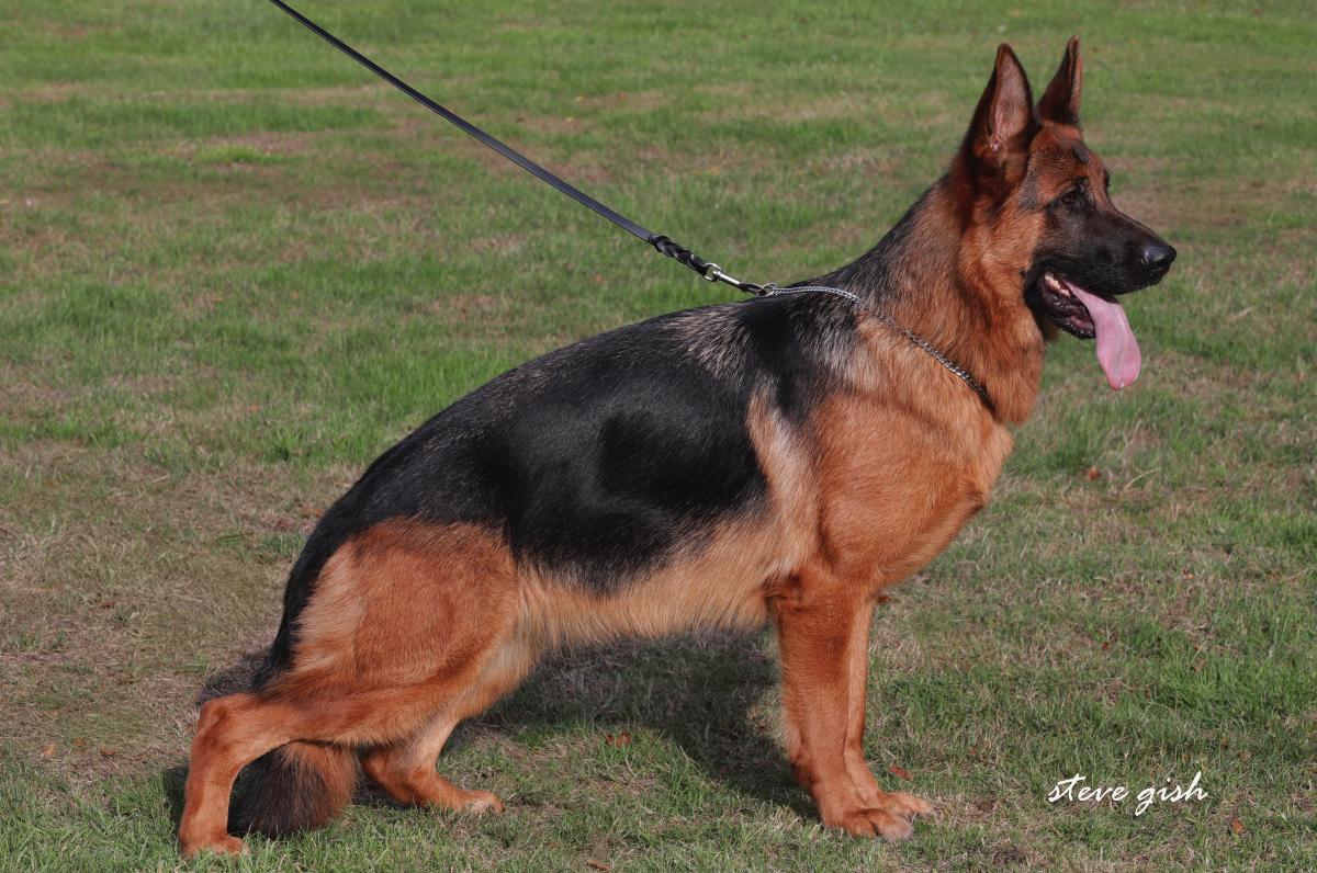 
                                                    Kein SV-Bild -
                                                    Bundessiegerzuchtschau 2018
                                                