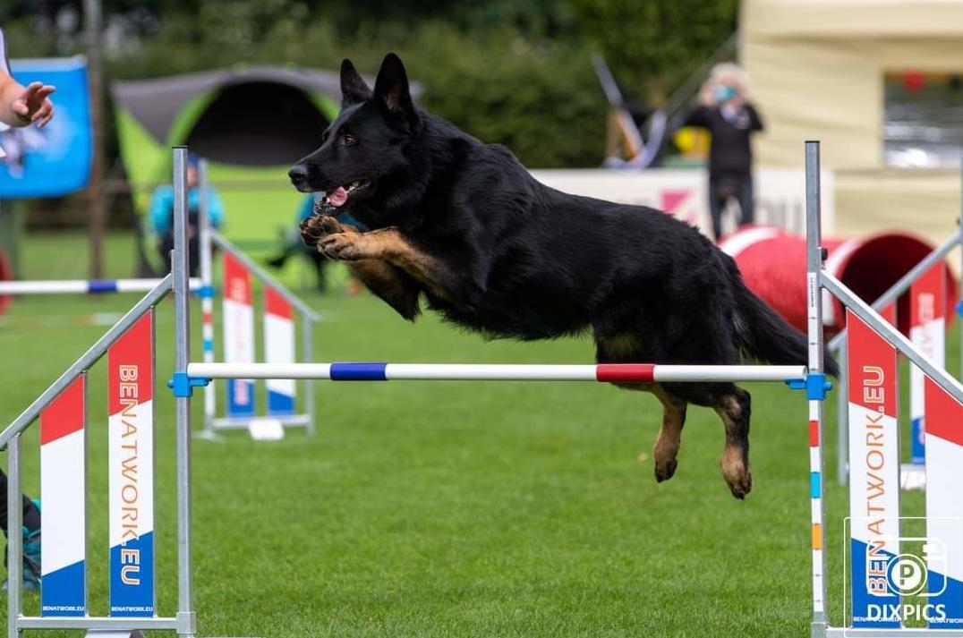 
                                                    Kein SV-Bild -
                                                    Agility-WUSV in Tilburg 2021
                                                