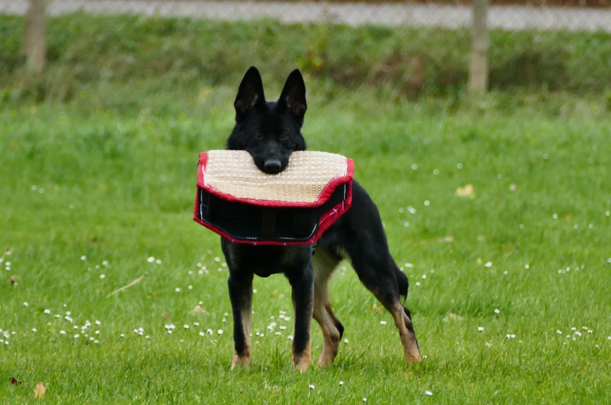 
                                                    Kein SV-Bild -
                                                    inka mit 8 Monaten
                                                