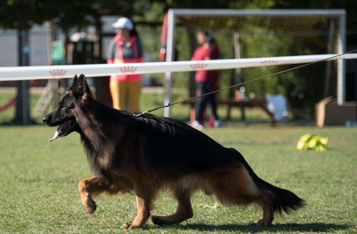 
                                                    Kein SV-Bild -
                                                    Quartz von der Blaro 
                                                