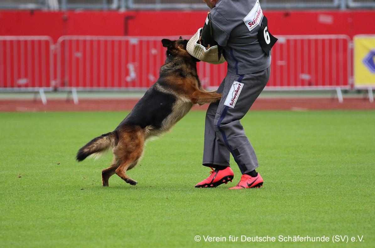 
                                                    Kein SV-Bild -
                                                    Upload vom 27.03.2024
                                                