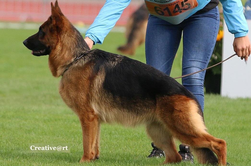 
                                                    Kein SV-Bild -
                                                    Upload vom 07.03.2018
                                                