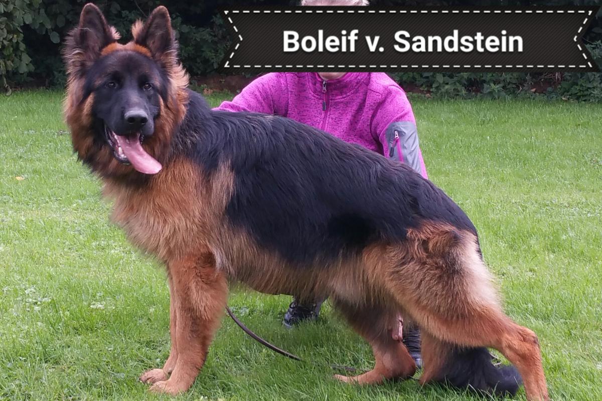 
                                                    Kein SV-Bild -
                                                    Boleif vom Sandstein
                                                