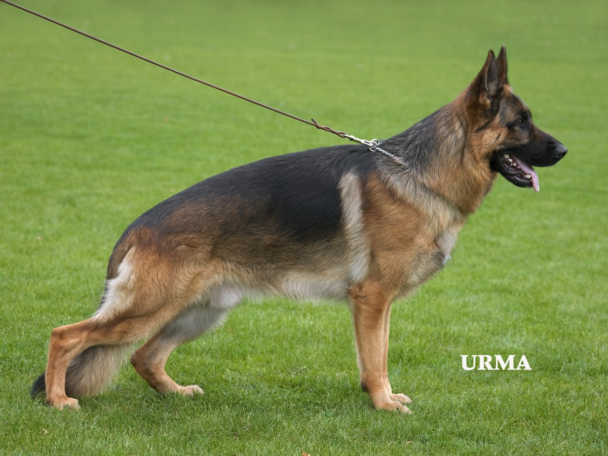
                                                    SV-Bild -
                                                    Bundessiegerzuchtschau 2007
                                                