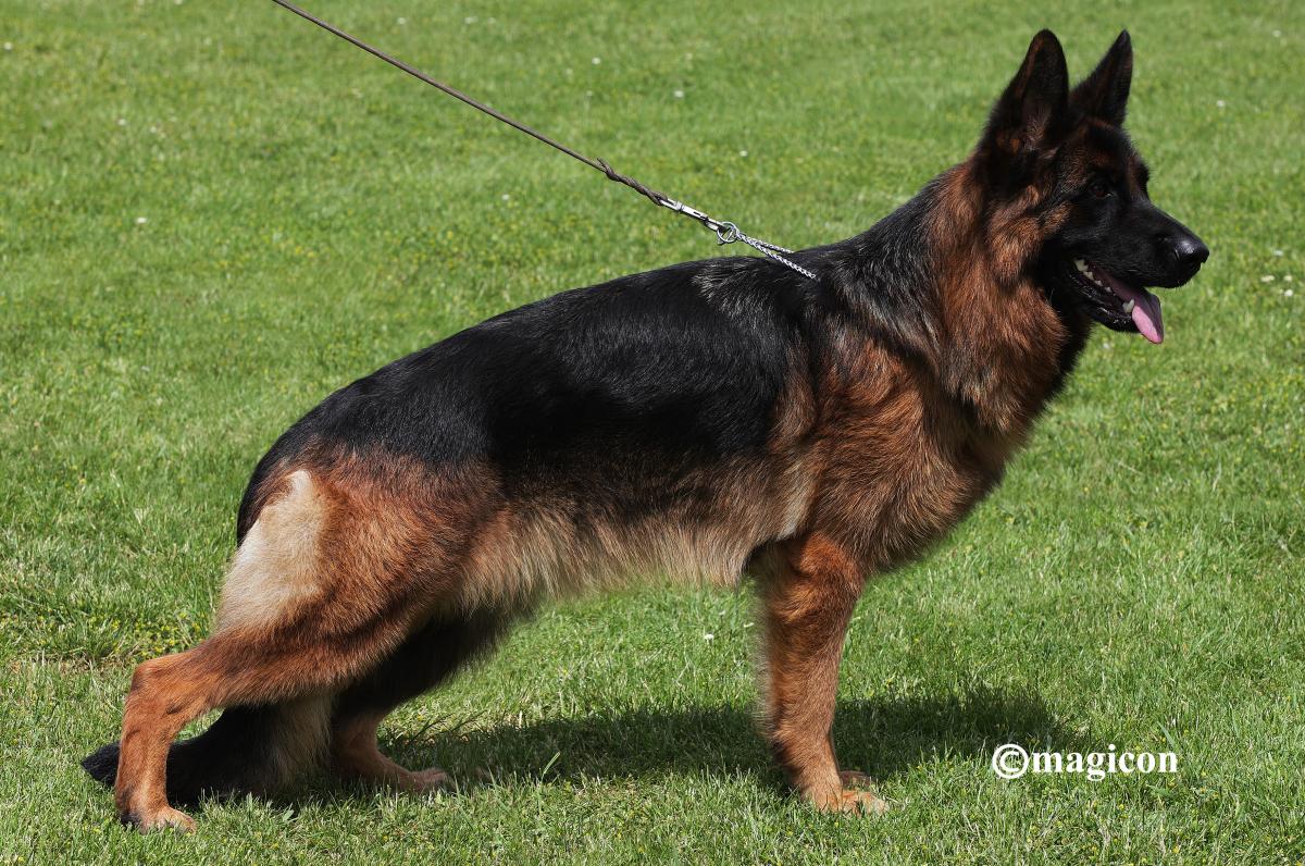 
                                                    Kein SV-Bild -
                                                    Hazel von Arlett, IGP1, angekört, SG1
                                                