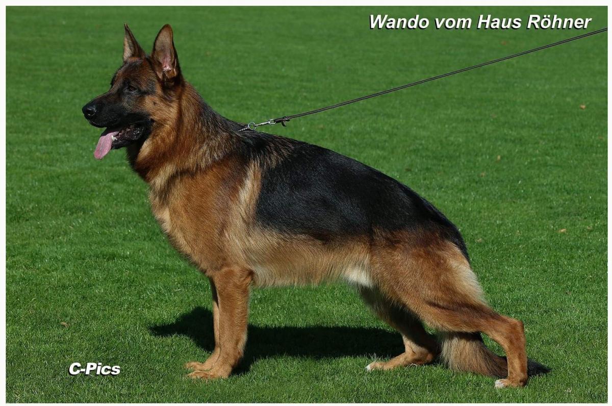 
                                                    Kein SV-Bild -
                                                    Wando vom Haus Röhner
                                                