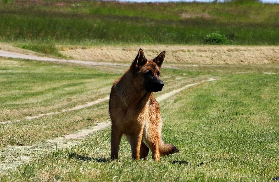 
                                                    Kein SV-Bild -
                                                    Haily von Fenrir 
                                                