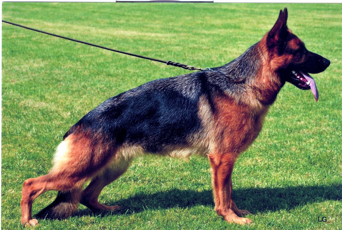 
                                                    SV-Bild -
                                                    Bundessiegerzuchtschau 2013
                                                