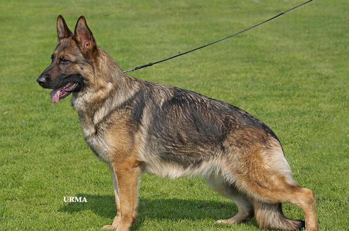 
                                                    Kein SV-Bild -
                                                    Foxy von Arlett, BH, AD, IGP3, Ifh1, Ak lebz.
                                                