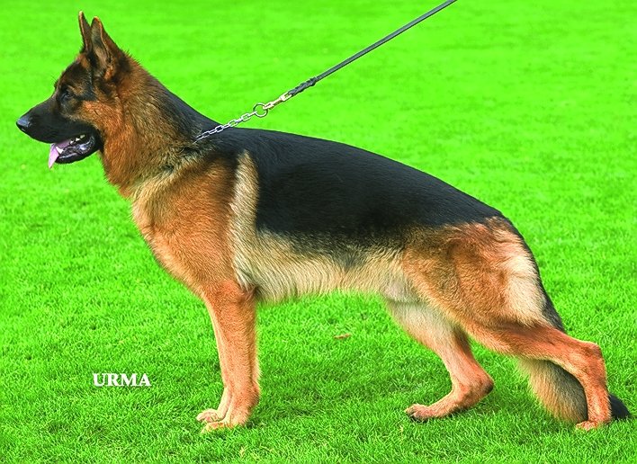 
                                                    SV-Bild -
                                                    Bundessiegerzuchtschau 2004
                                                