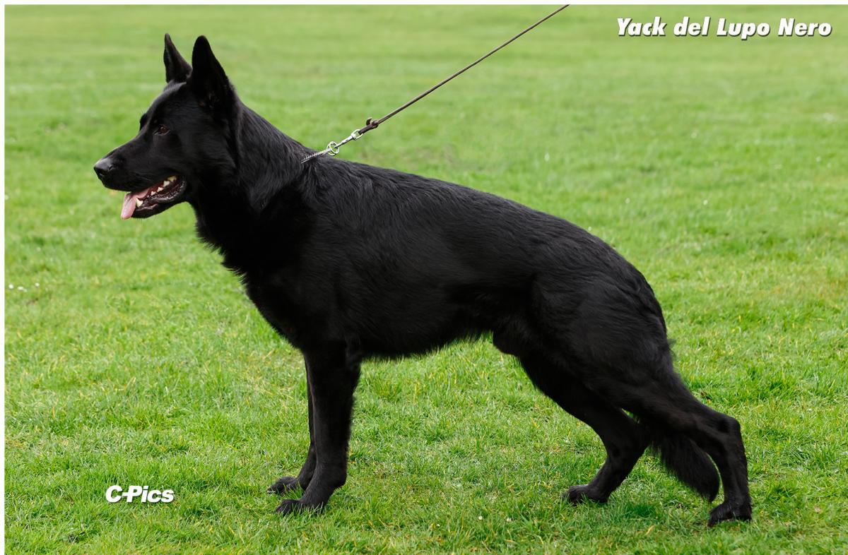 
                                                    Kein SV-Bild -
                                                    Yack del Lupo Nero
                                                