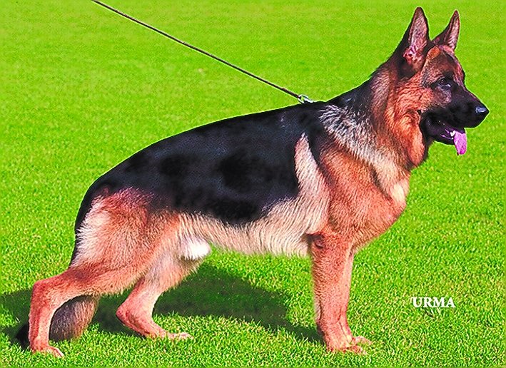 
                                                    SV image
                                                    Bundessiegerzuchtschau 2004
                                                