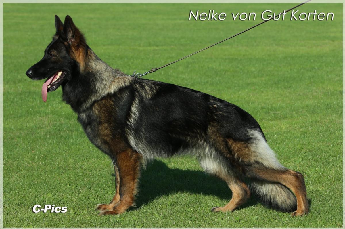 
                                                    Kein SV-Bild -
                                                    Upload vom 14.06.2019
                                                