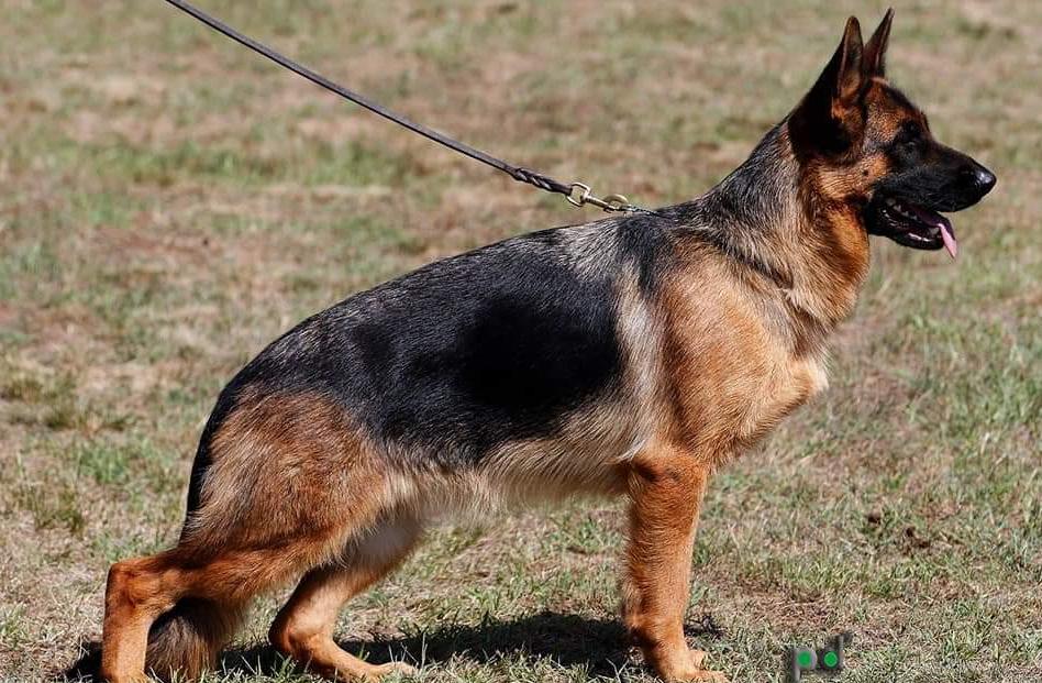 
                                                    Kein SV-Bild -
                                                    Hilla von Fenrir
                                                