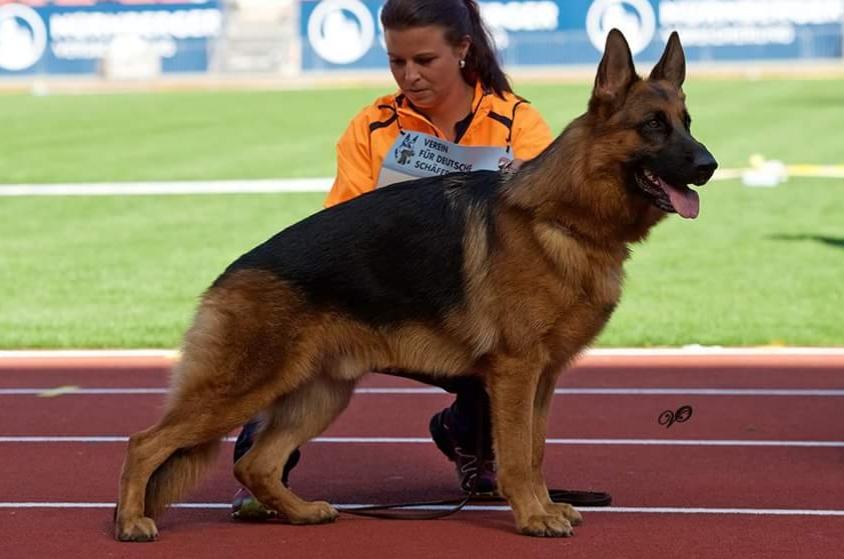 
                                                    Kein SV-Bild -
                                                    19 months - BSZS 2018
                                                