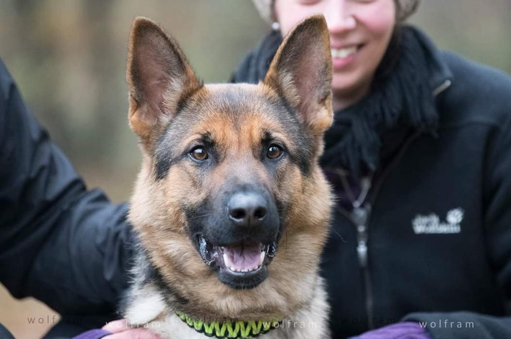 
                                                    Kein SV-Bild -
                                                    Hera"Gerda"von Termorgen
                                                