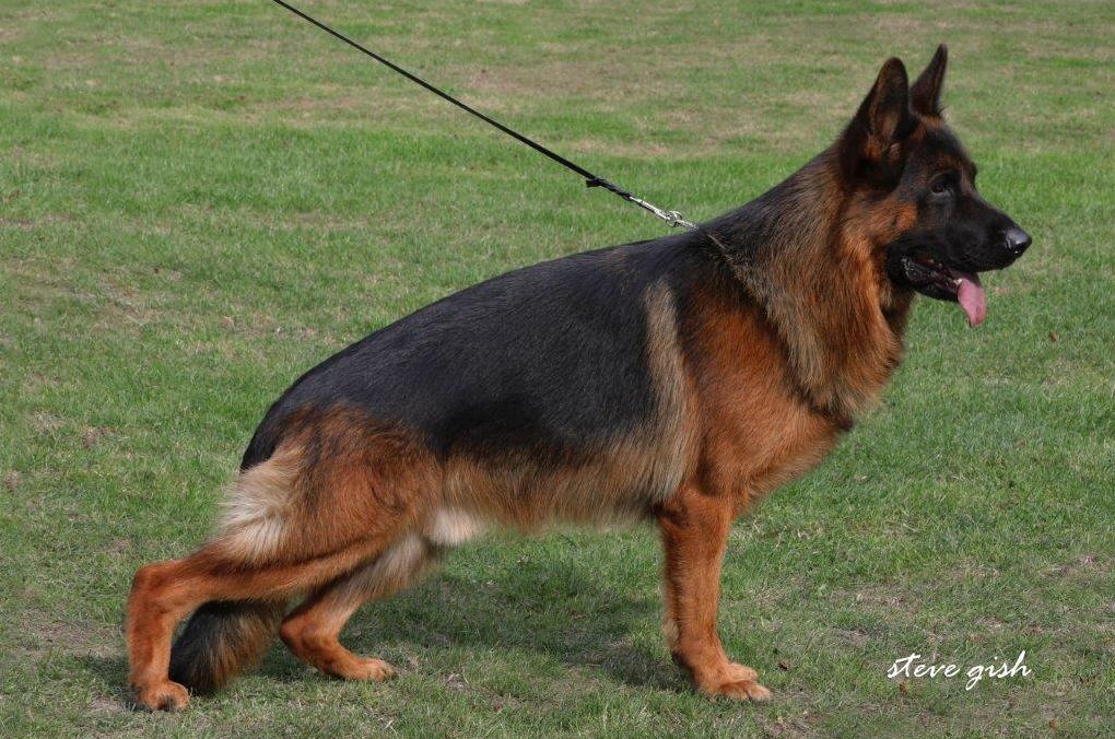 
                                                    Kein SV-Bild -
                                                    Bundessiegerzuchtschau 2018
                                                