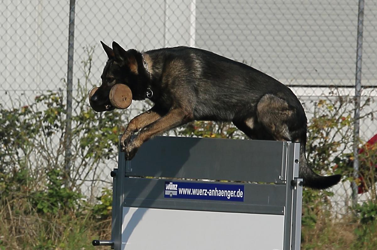 
                                                    Kein SV-Bild -
                                                    Upload vom 24.10.2019
                                                