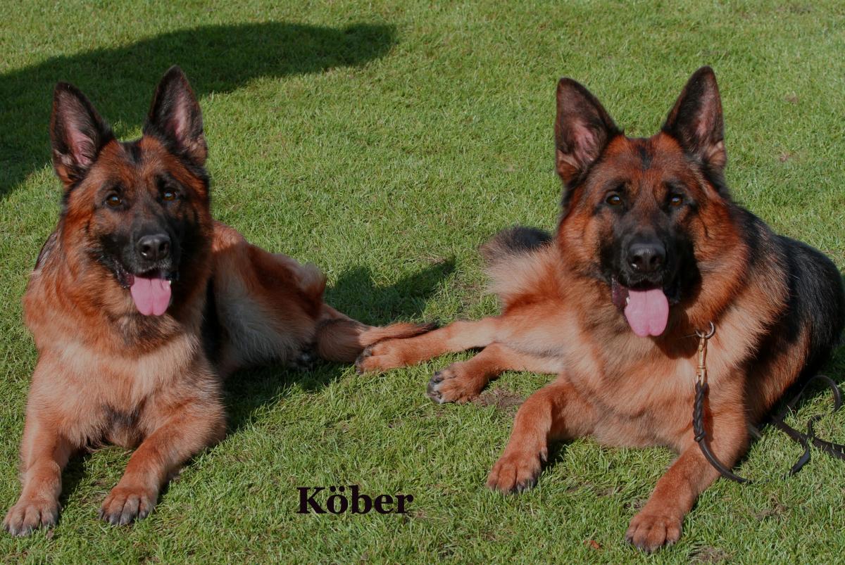 
                                                    Kein SV-Bild -
                                                    Djenna & Sohn Xavi v Aducht
                                                