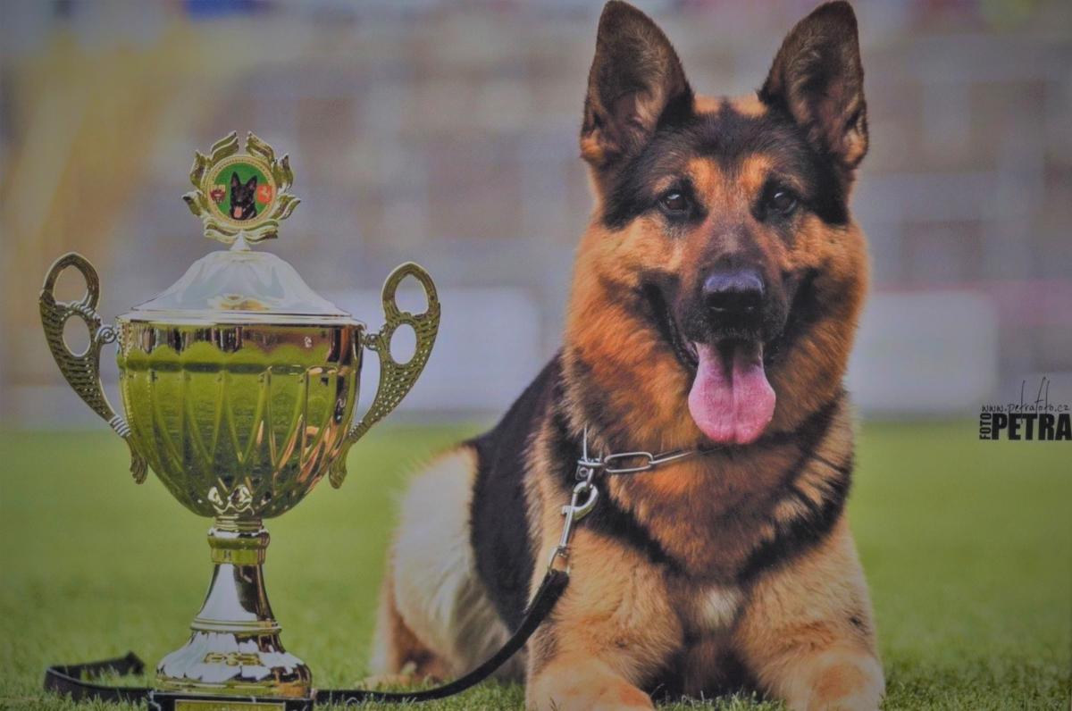 
                                                    Kein SV-Bild -
                                                    Ouzo vom Heidhof     FCI Bundessieger 2018
                                                