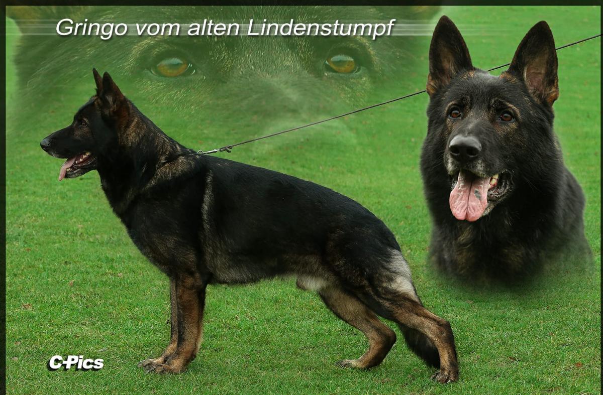 
                                                    Kein SV-Bild -
                                                    Upload vom 22.01.2020
                                                