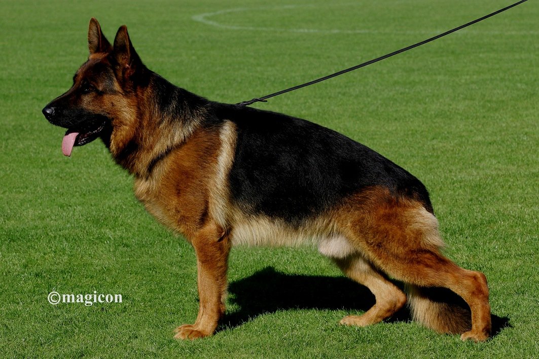
                                                    SV-Bild -
                                                    Bundessiegerzuchtschau 2011
                                                