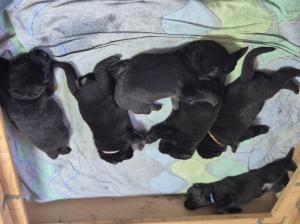 Zuchtstätte vom alten Wingertshaus Welpenbild 1